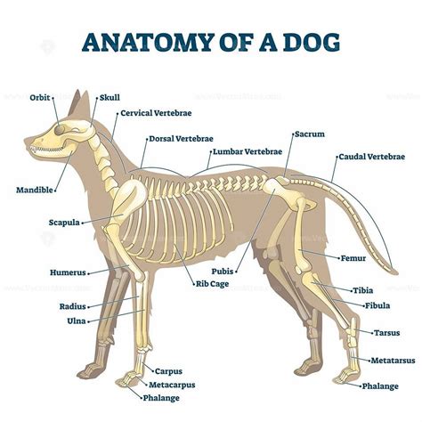 Anatomy of dog skeleton with labeled inner bone scheme vector ...