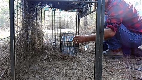 COYOTE CAGE TRAP-Different Ways A Live Trap Can Be Baited - video ...