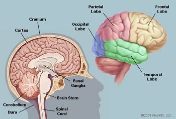 Occipital Lobe Epilepsy: Symptoms & Treatment | Study.com