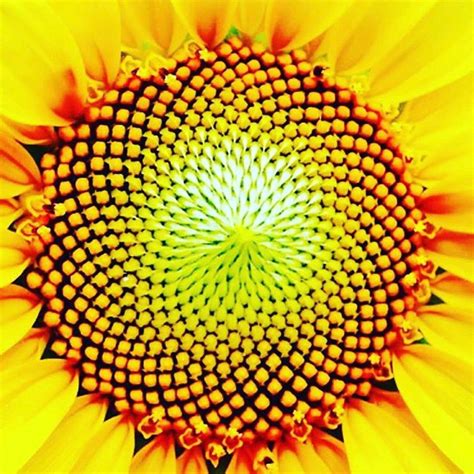 Sunflower centre | Geometry in nature, Sunflower, Giant sunflower