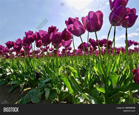 Purple Tulips Against Image & Photo (Free Trial) | Bigstock