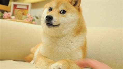 The Shiba Inu dog behind the doge meme turns 16 - CNET