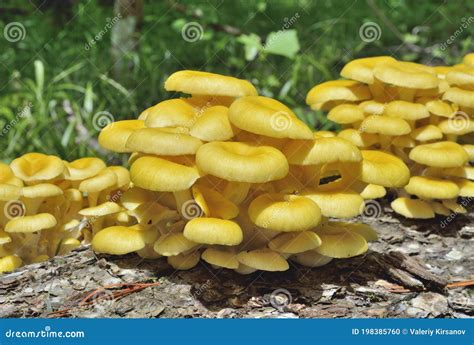 Edible Mushrooms on Tree 11 Stock Photo - Image of grow, background ...