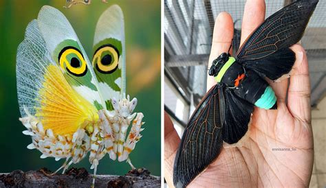 Incredible Insects: 10+ Photos of Butterflies, Beetles, and more!