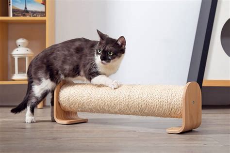 10 Purr-fect Cat Scratching Posts | Daily Paws