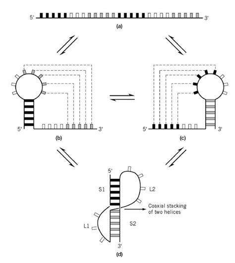 RNA Structure (Molecular Biology)