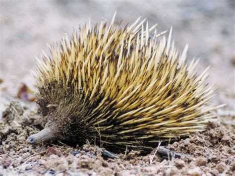 Physical features and species of echidnas | Britannica