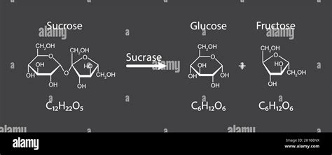 Sucrase enzyme Effect On Sucrose Sugar Molecule. Sucrose Hydrolysis ...