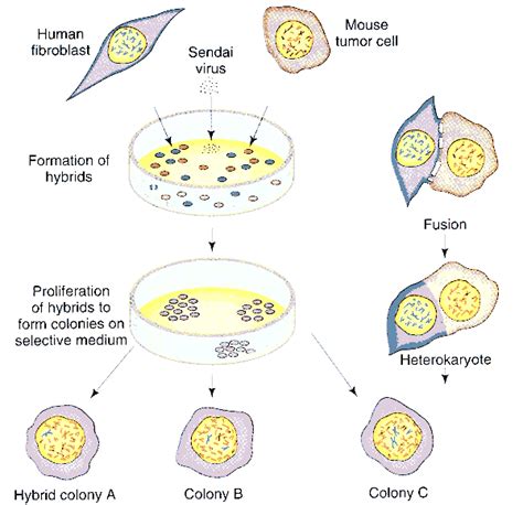 Somatic Cell Hybridization