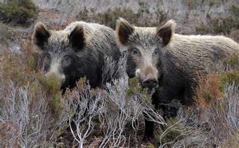 Farmers call for measures to control destructive wild boars | News ...