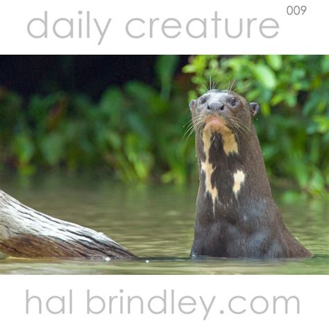 Daily Creature 9: Giant Otter - Hal Brindley Wildlife Photography