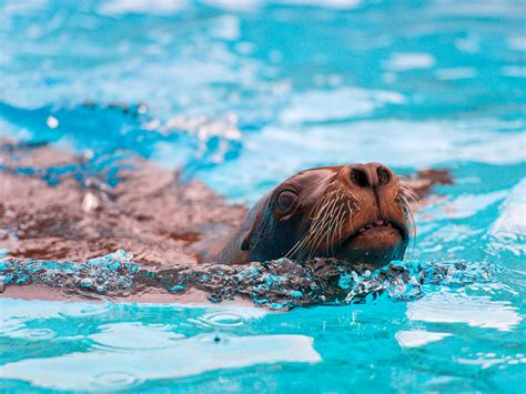 Swimming sea lion | First picture of a series taken at the C… | Flickr