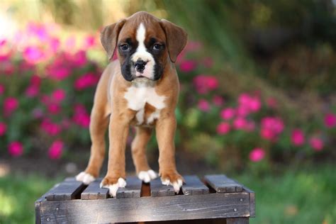 Boxer Puppy Pictures and Facts