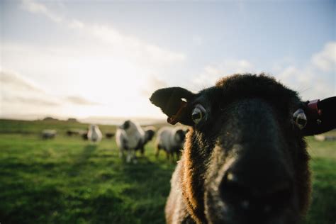 The story of how Shetland wool became world famous | Shetland.org