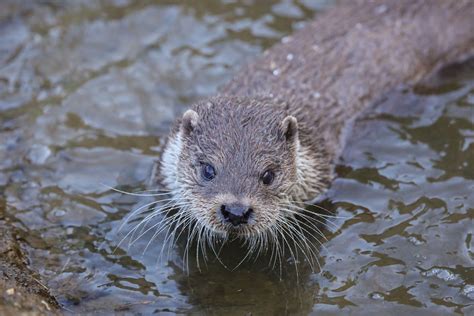 Otter spotted in Japan not likely to be from an extinct subspecies ...