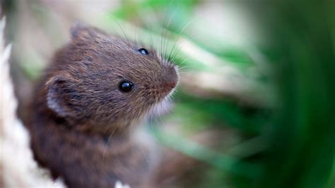 What Is a Vole?