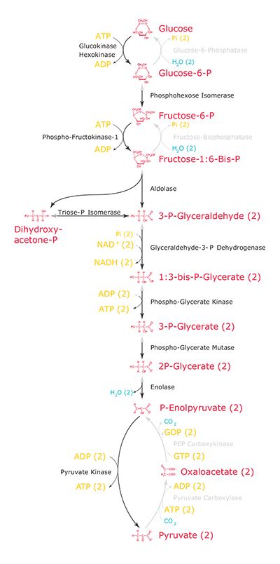 Glycolysis Pathway