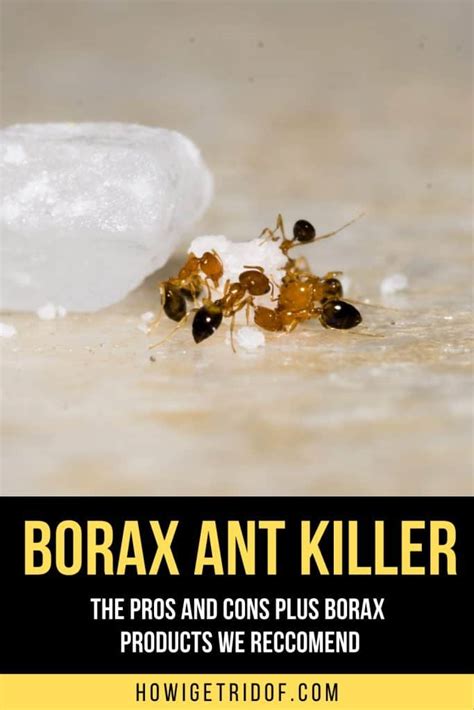 Borax Ant Killer - The Pros and Cons Plus Borax Products We Recommend ...