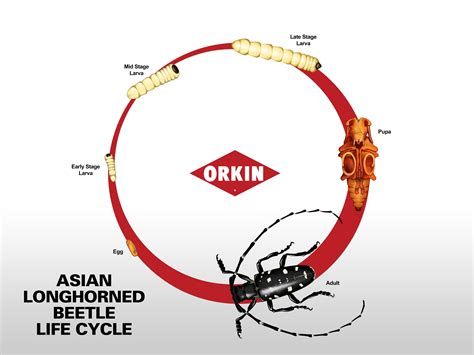 Asian Long-Horned Beetle Life Cycle, Development & Life Stages | Life ...