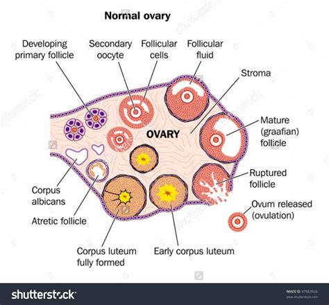 2 Part Uterus Ovary Anatomical Model Anatomy Crosssection