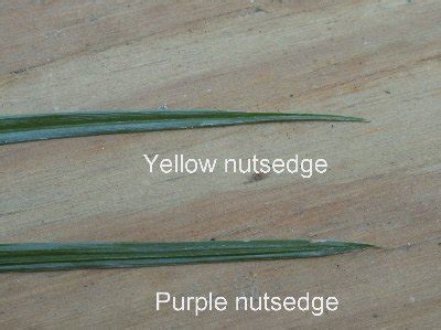 Nutsedge (Nutgrass) – Identification | Walter Reeves: The Georgia Gardener