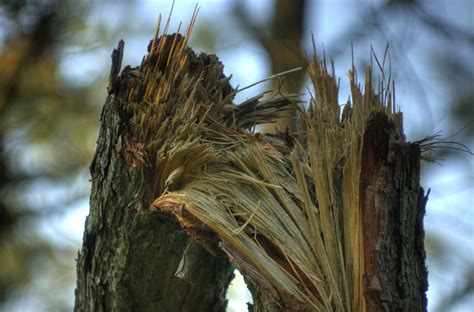 Broken Tree Branch in the Pine Bush | The force of nature ca… | Flickr