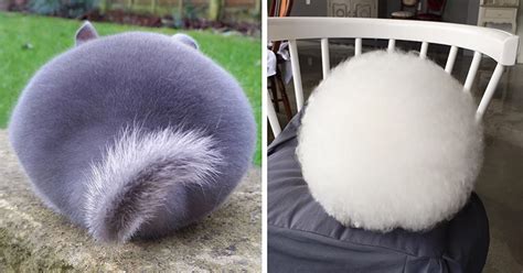 20 Unusually Round Animals That Will Bring A Smile To Your Face