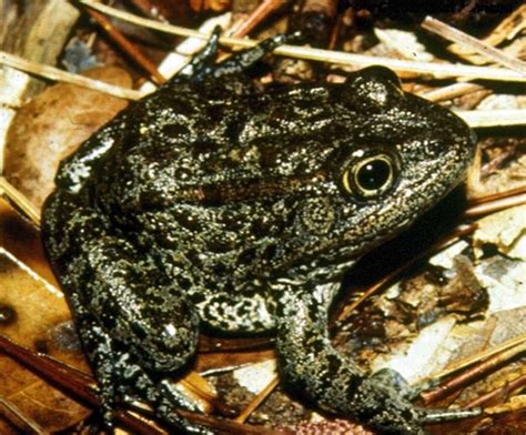 Critical Habitat Of Dusky Gopher Frog Challenged - Reptiles Magazine