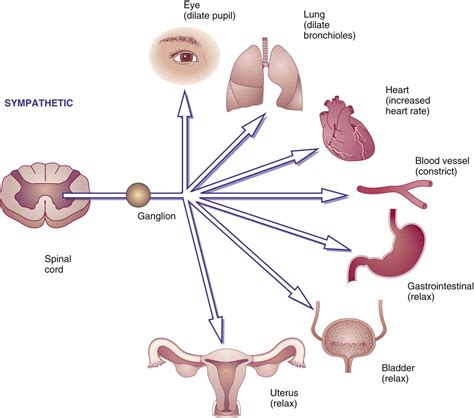 Adrenergic Agonists and Antagonists | Basicmedical Key