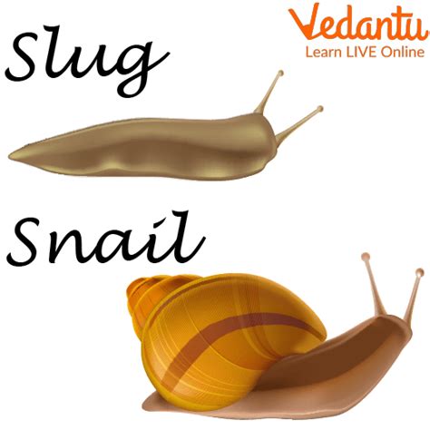 Difference Between Snail and Slug - Learn Important Terms and Concepts