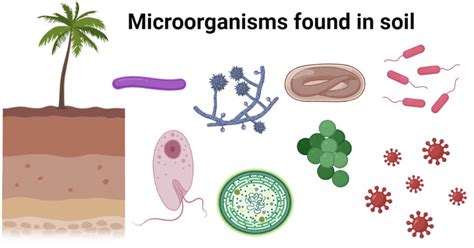 Microorganisms found in soil with effects and examples