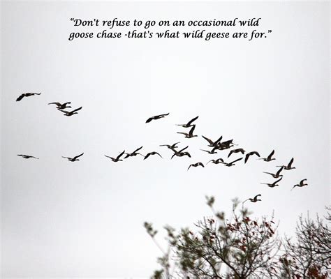 Geese Formation Quotes. QuotesGram