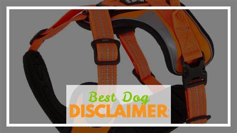 Best Dog Walking Gear - One News Page VIDEO