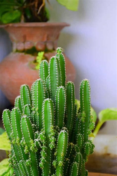 132 Types of Cacti (A to Z Photo Database) | Cactus types, Cactus house ...