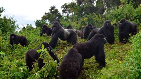 After facing near extinction, mountain gorilla population grows | CBC News