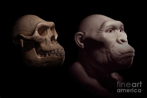 Australopithecus With Skull Photograph by Science Picture Co | Pixels