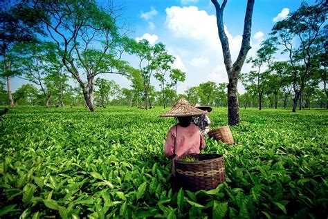 Up to 25% dip in tea production in Assam in Apr-May likely