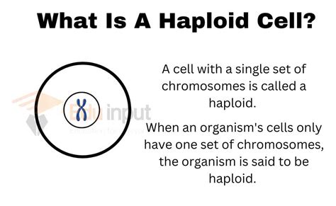 What Is A Haploid Cell?-Definition, Example | What Is A Haploid Organism?