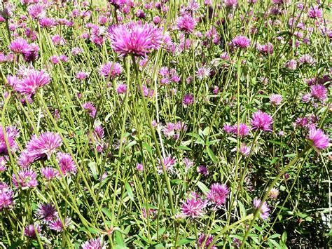 Gomphrena produces colorful flowers now ’til frost - LSU AgCenter