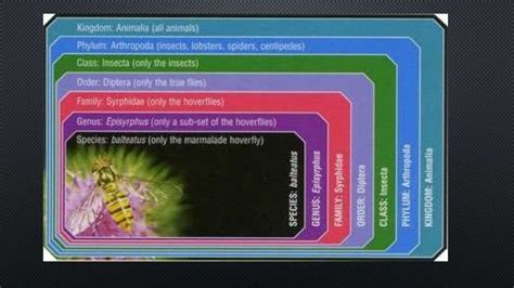 Arthropod classification