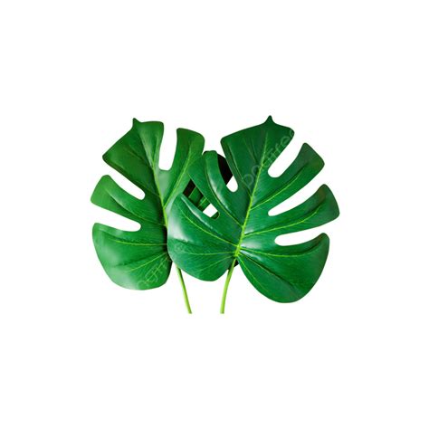 Transparent Layer White Transparent, Two Leaves Png Transparent Layer ...