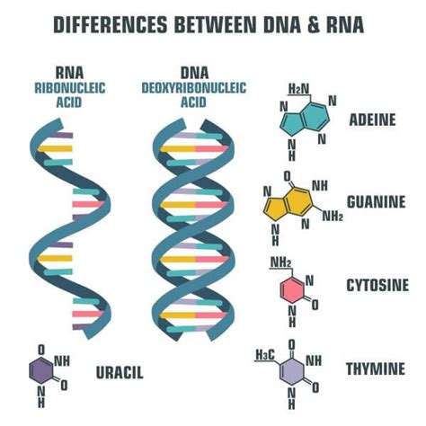 RNA | kserietv.com