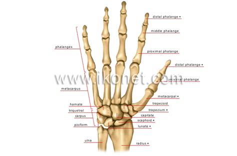 Bone Anatomy Hand - Abba Humananatomy