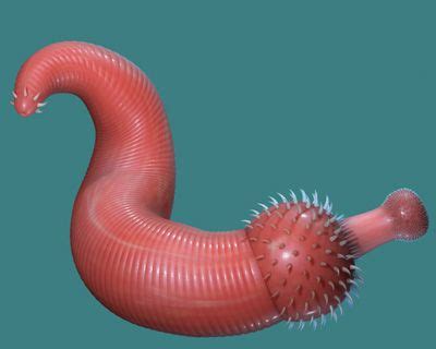 Ottoia is a stem-group priapulid worm known from Cambrian fossils | Sci ...