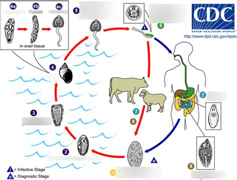 Fasciola Hepatica Diagram