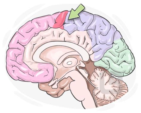 Definition & Meaning of "Postcentral gyrus" | LanGeek