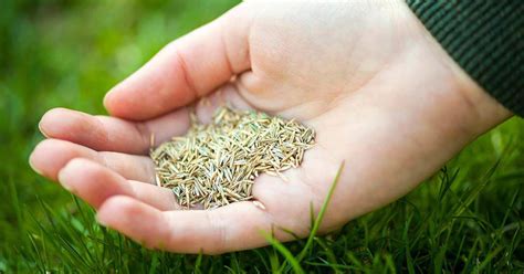 Benefits and Disadvantages of Grass Seed vs Sod