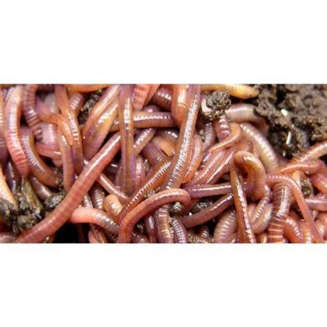 25 Kg Bag Red Wiggler Earthworm, 5 Kg, HDPE Bag at Rs 400/kg in Wardha ...