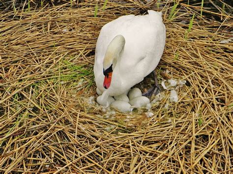 Swan Sweltering Nest · Free photo on Pixabay