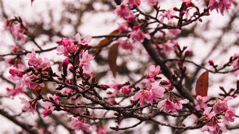 2023 Cherry Blossom Season｜Alishan Cherry Blossom Season 2-Day Tour ...